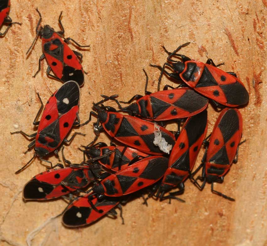 Lygaeidae e Pyrrhocoridae coinquilini.